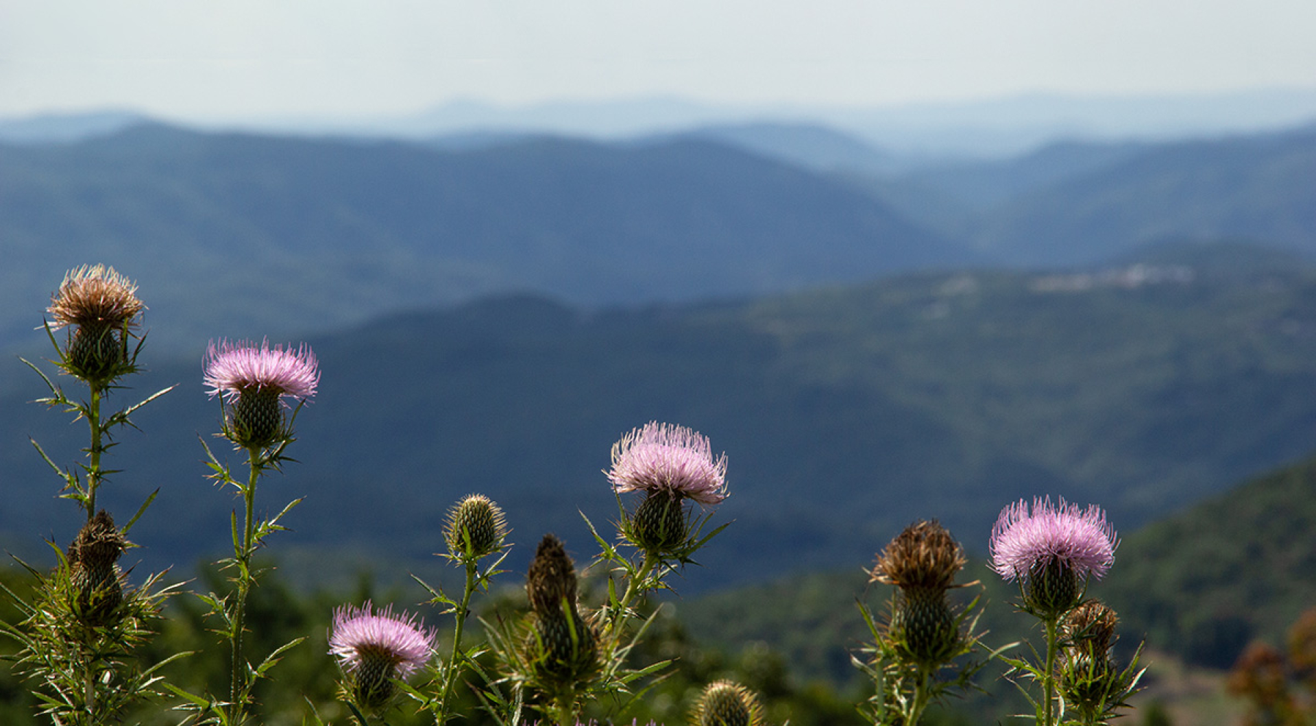 5 Photoshoot Locations Near Wilkesboro
